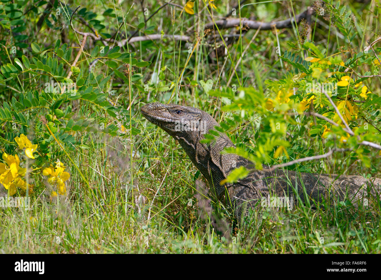Wasser-Monitor Varanus Salvator in langen Rasen Jagd Stockfoto