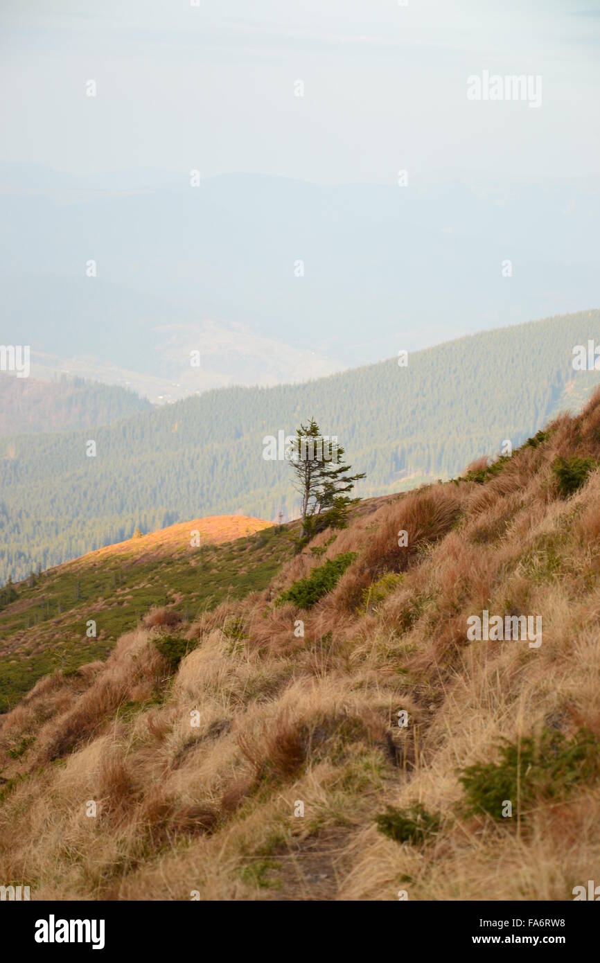 Der Himmel über ein einsamer Baum in den Bergen Stockfoto