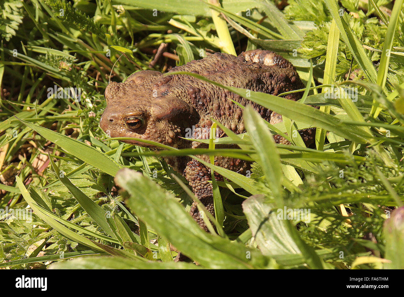 Gemeinsamen Kröte (Bufo Bufo) Stockfoto