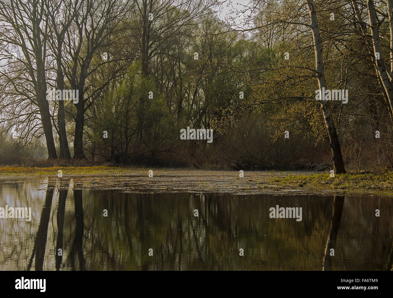 Wald auf dem Sumpf in den Sommertag Stockfoto