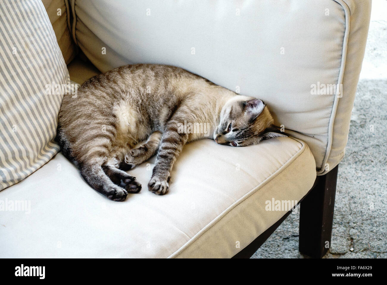 Eine Hauskatze Nickerchen auf einem Outdoor-Sofa. Stockfoto