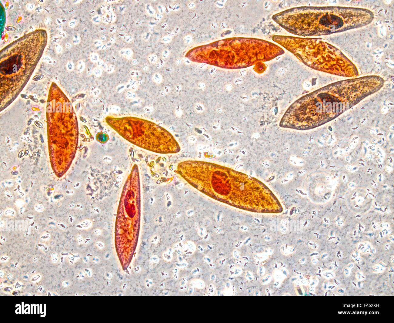 Schönheit der Biologie unter Mikroskopie Stockfoto