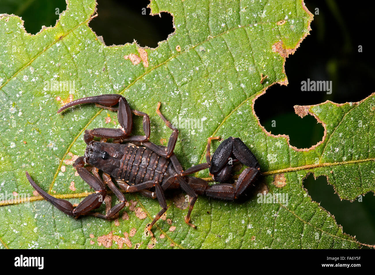 Neotropische Skorpion (Familie Chactidae), Chocó Regenwald, Ecuador Stockfoto