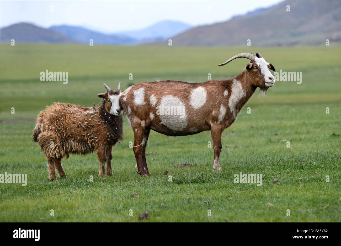 Braunen und weißen Kaschmirziege mit jung, Orkhon-Tal, Khangai Nuruu National Park, Övörkhangai Aimag, Mongolei Stockfoto