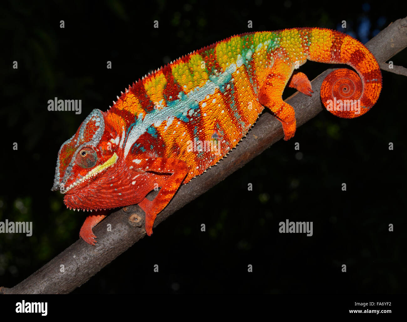 Pantherchamäleon (Furcifer Pardalis), lokale Form Ambilobe, West-Madagaskar Stockfoto