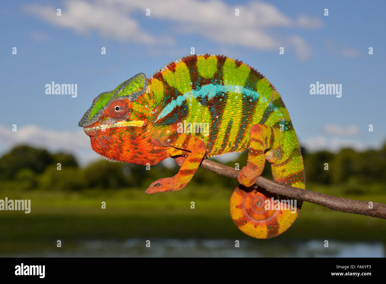 Pantherchamäleon (Furcifer Pardalis), lokale Form Ambilobe, West-Madagaskar Stockfoto