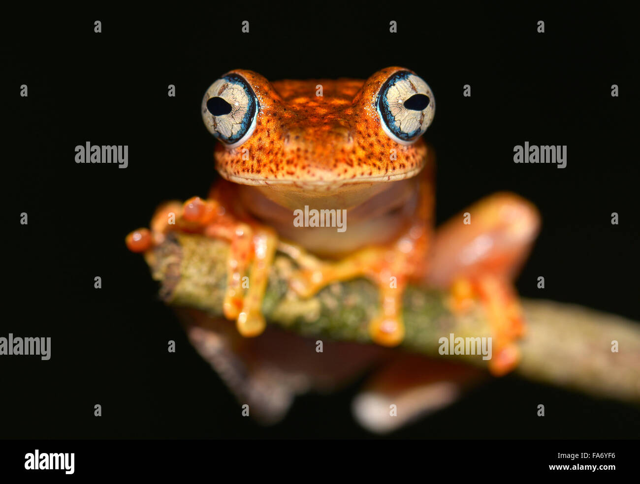 Ein nachtaktives tier Fotos und Bildmaterial in hoher Auflösung Alamy