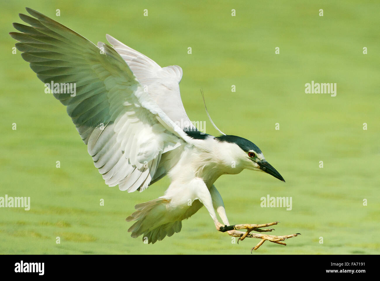 Erwachsene schwarz-gekrönter Nachtreiher Landung auf Sommer Teich Stockfoto