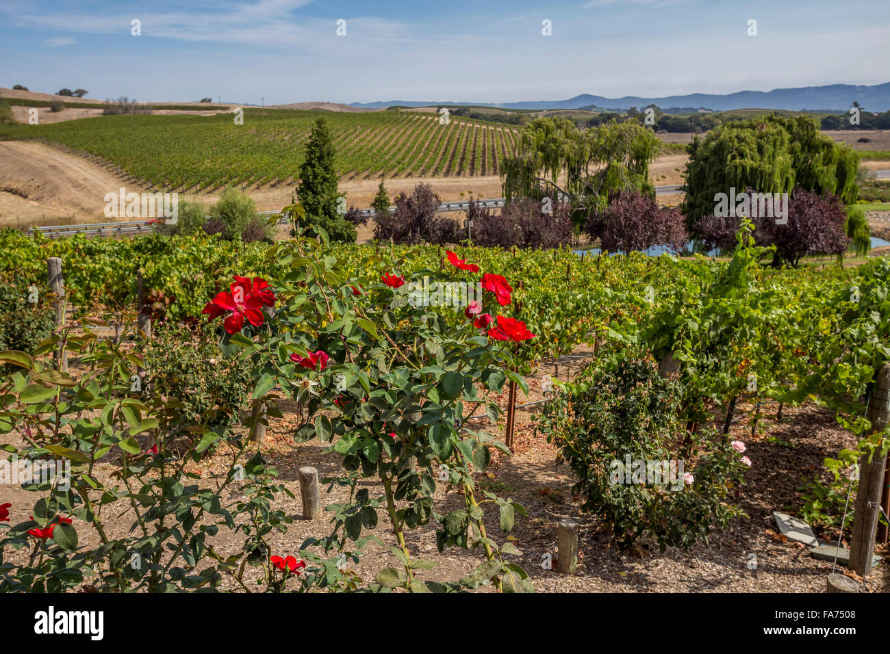 Weinberge, Domaine Carneros, Duhig Road, Napa Valley, Napa County, Kalifornien, USA, Nordamerika Stockfoto