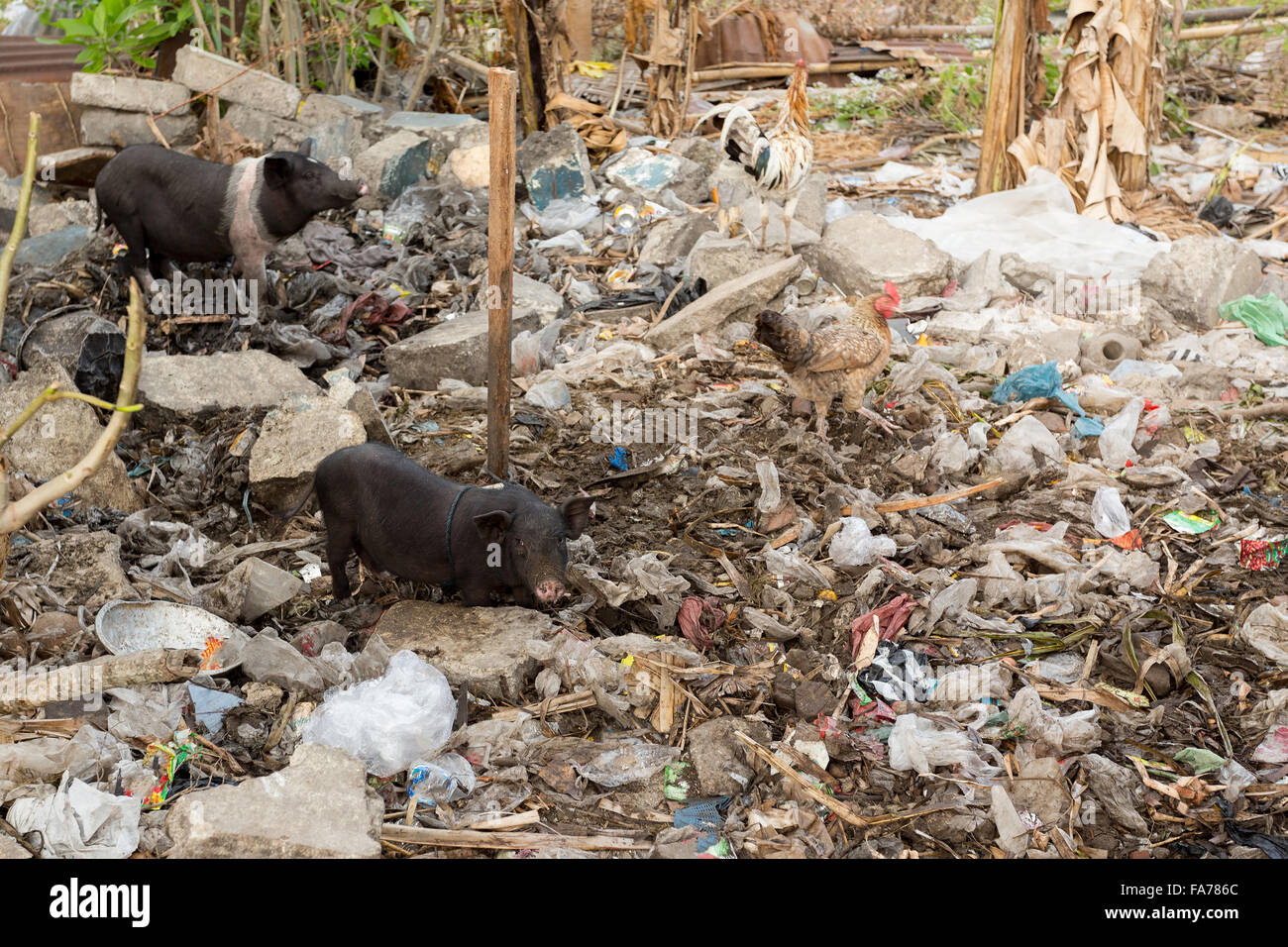 schlammigen Schwein essen auf einem Haufen Müll, Bali, Nusa Penida, Indonesien Stockfoto