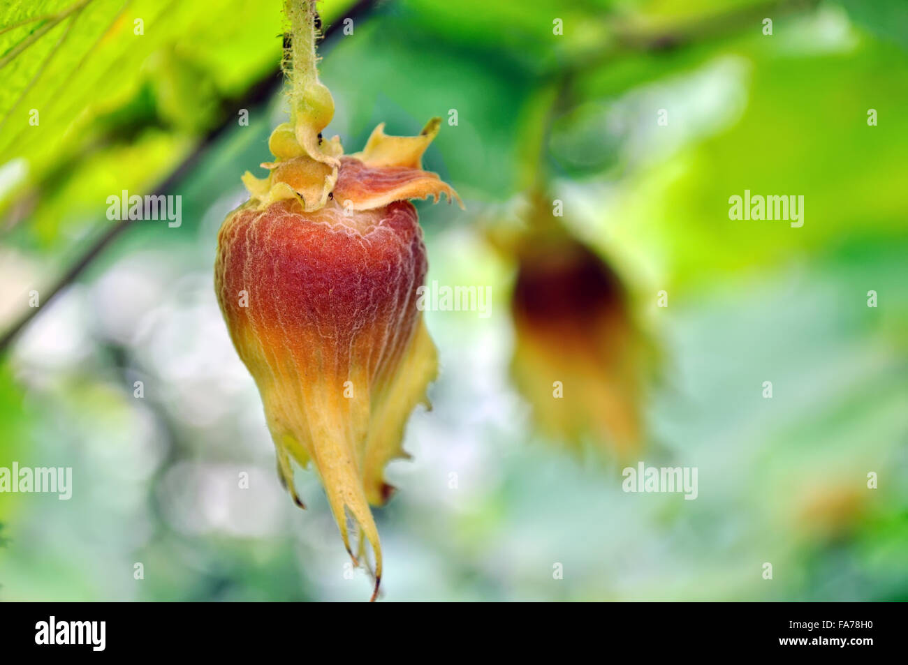 Nahaufnahme von Haselnuss Stockfoto