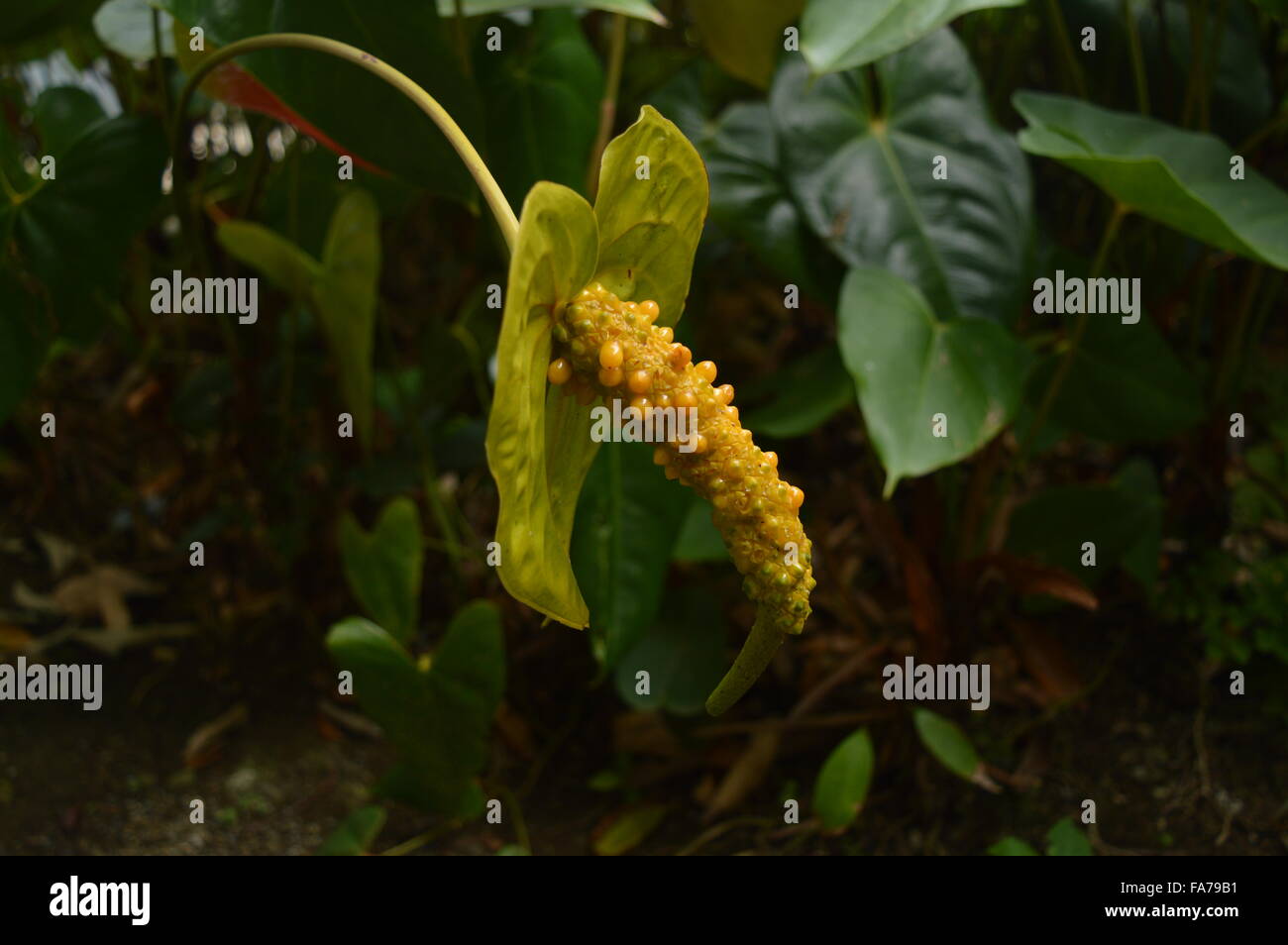 Anthurium Blumen mit seltsamen Schwellungen :/ Stockfoto