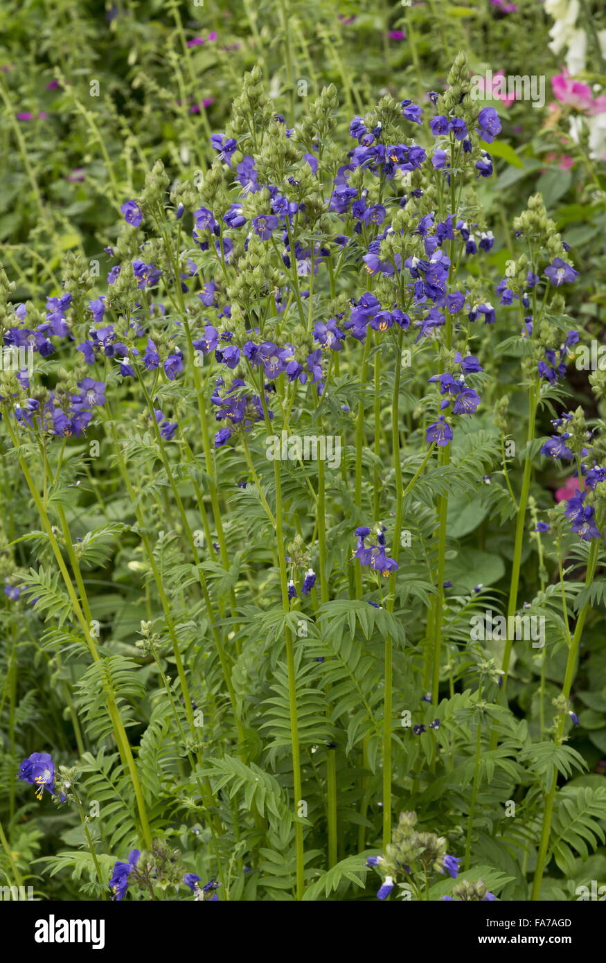 Jakobsleiter Polemonium Caeruleum im Garten Grenze, Hampshire Stockfoto