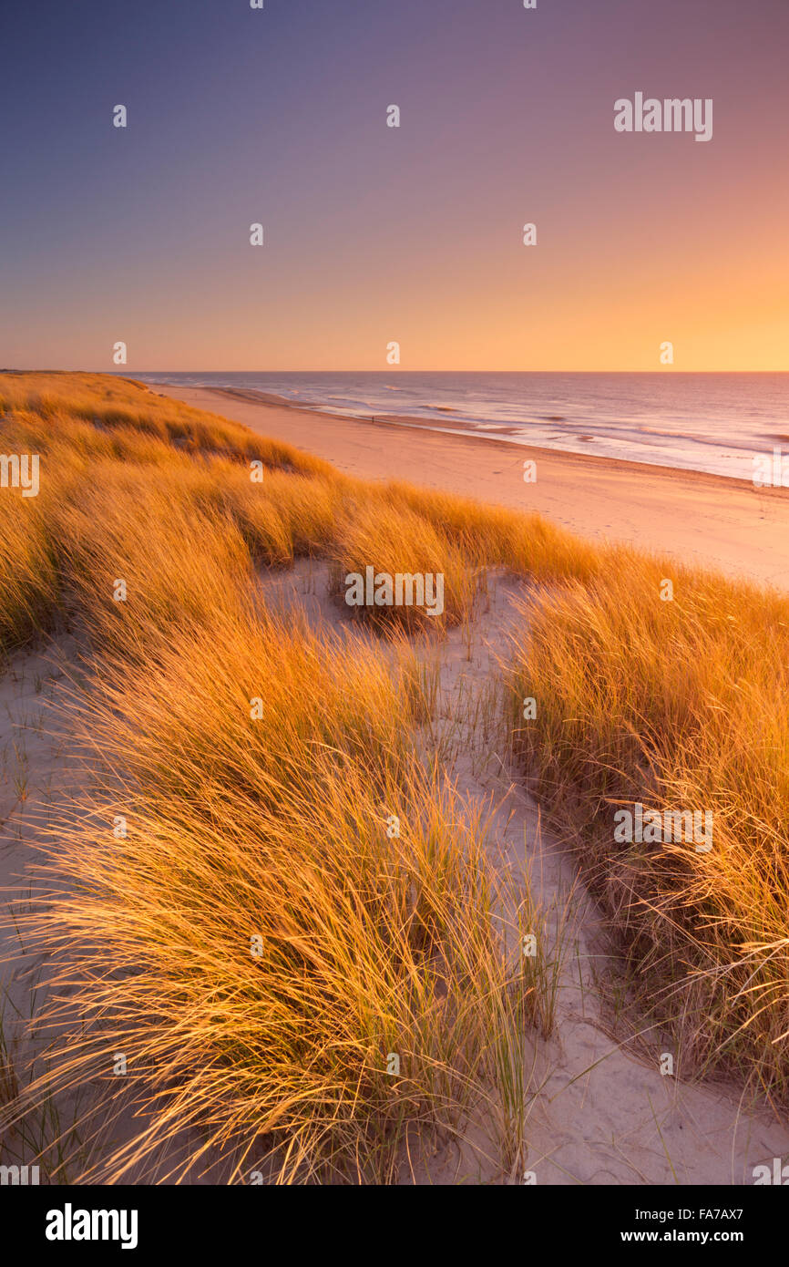 Hohe Dünen mit Dünengras und einem breiten Strand unten. Fotografiert bei Sonnenuntergang auf der Insel Texel in den Niederlanden. Stockfoto