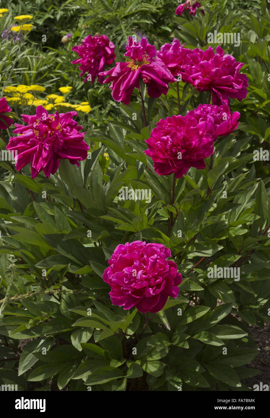 Garten Pfingstrose Sorte, Paeonia Lactiflora "Adolphe Rousseau" im Garten Grenze Mittsommer Stockfoto