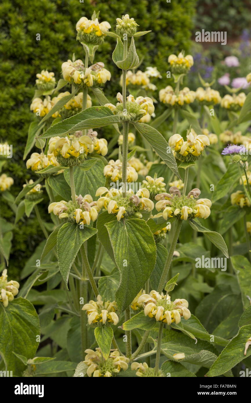 Türkische Salbei, Phlomis Russeliana in Blume im Garten Grenze. Stockfoto