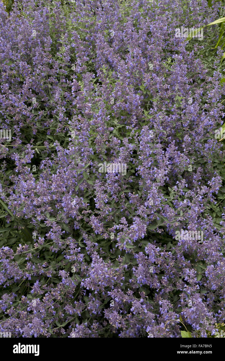 Nepeta Gigantea, blühen im Garten Grenze, Hampshire. Stockfoto