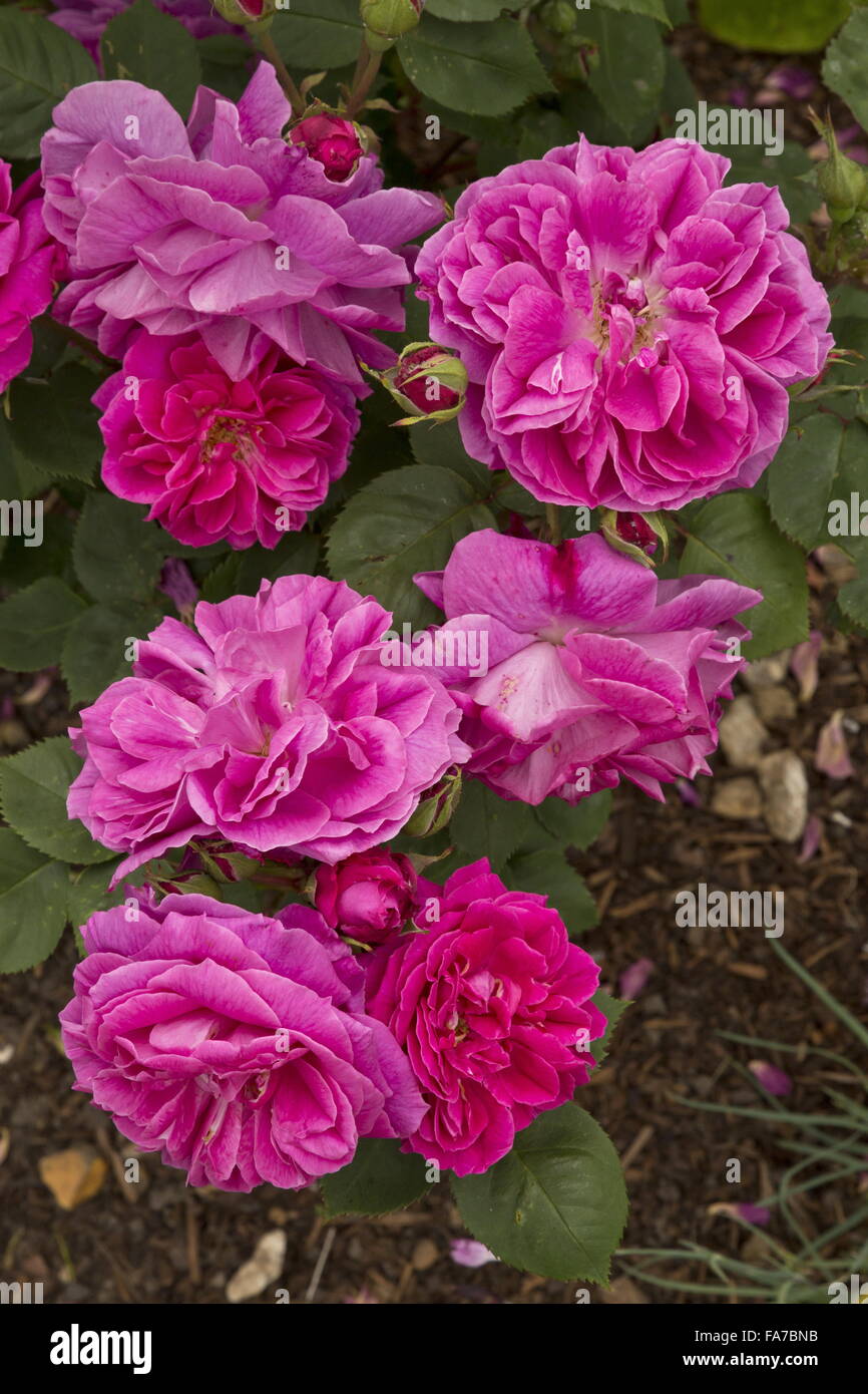 Altmodische Rose, "Sir Joseph Paxton" in voller Blüte im Hochsommer Grenze. Stockfoto