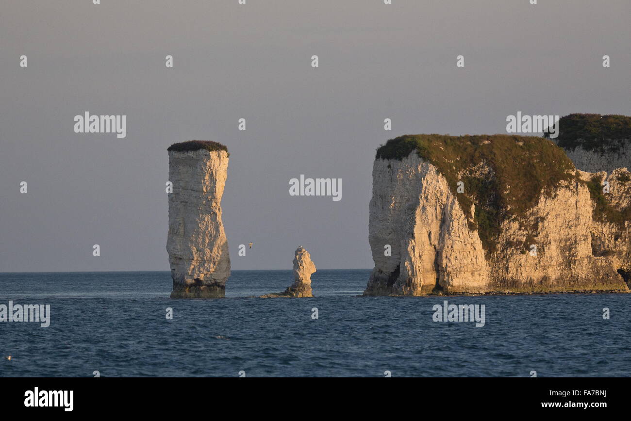 Die Kreidefelsen und Stacks am Old Harry Rocks, Vorland Punkt Studland, Dorset Stockfoto