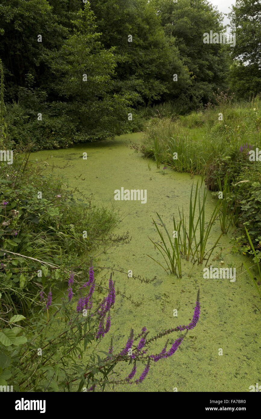Wasserlinsen gefüllten Graben, mit lila Loostrife, in Bure Sümpfe NNR, Norfolk. Stockfoto
