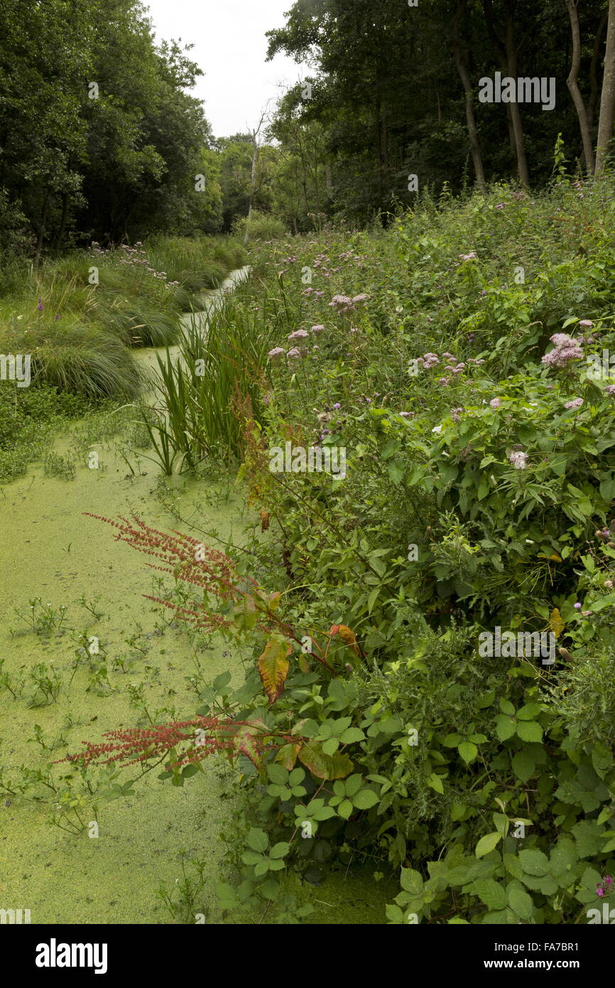 Wasserlinsen gefüllten Graben, mit Wasser Dock, Hemp Agrimony bei Bure Sümpfe NNR, Norfolk. Stockfoto