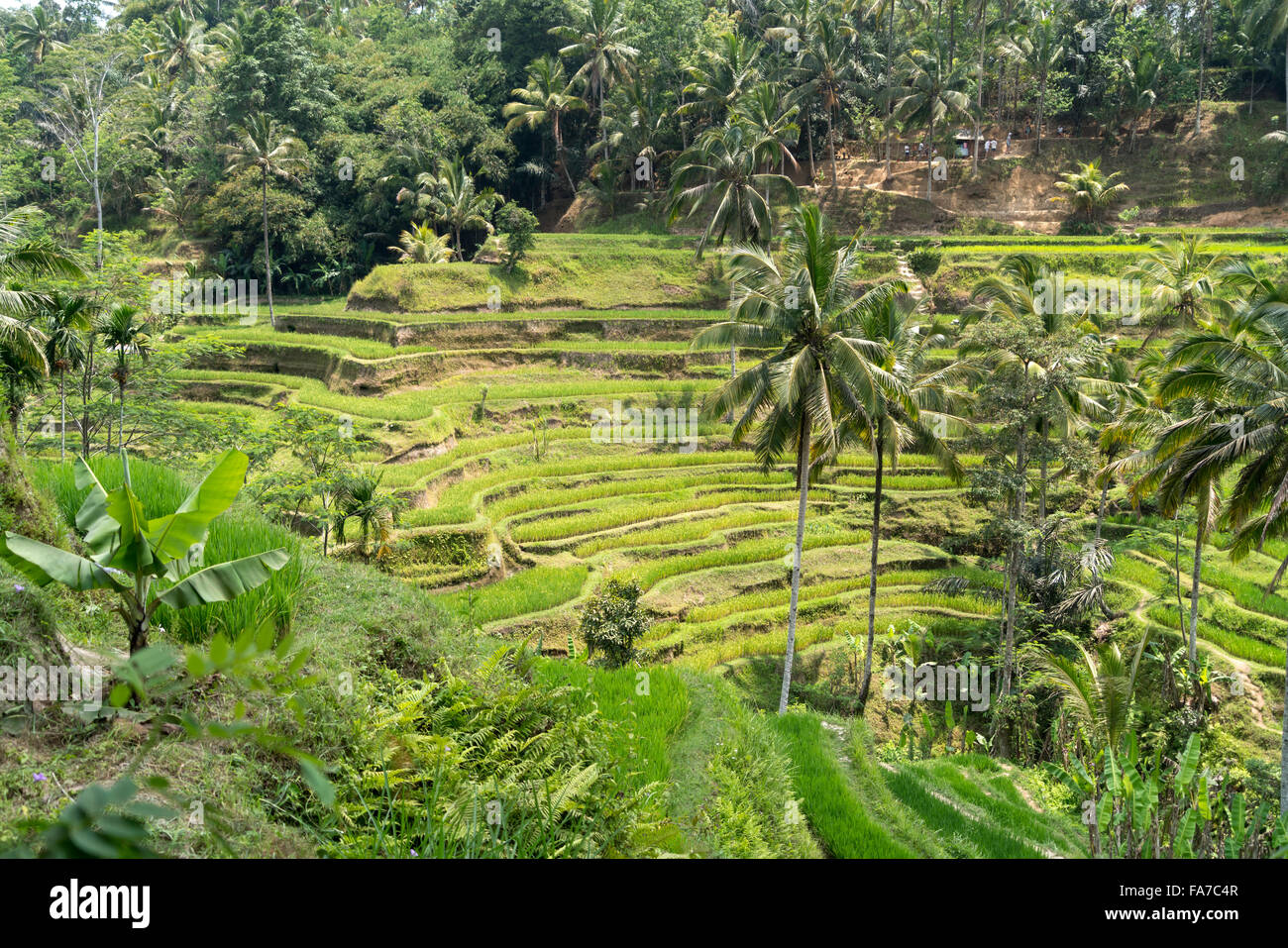 Tegalalang Reis-Terrassen in der Nähe von Ubud, Bali, Indonesien Stockfoto