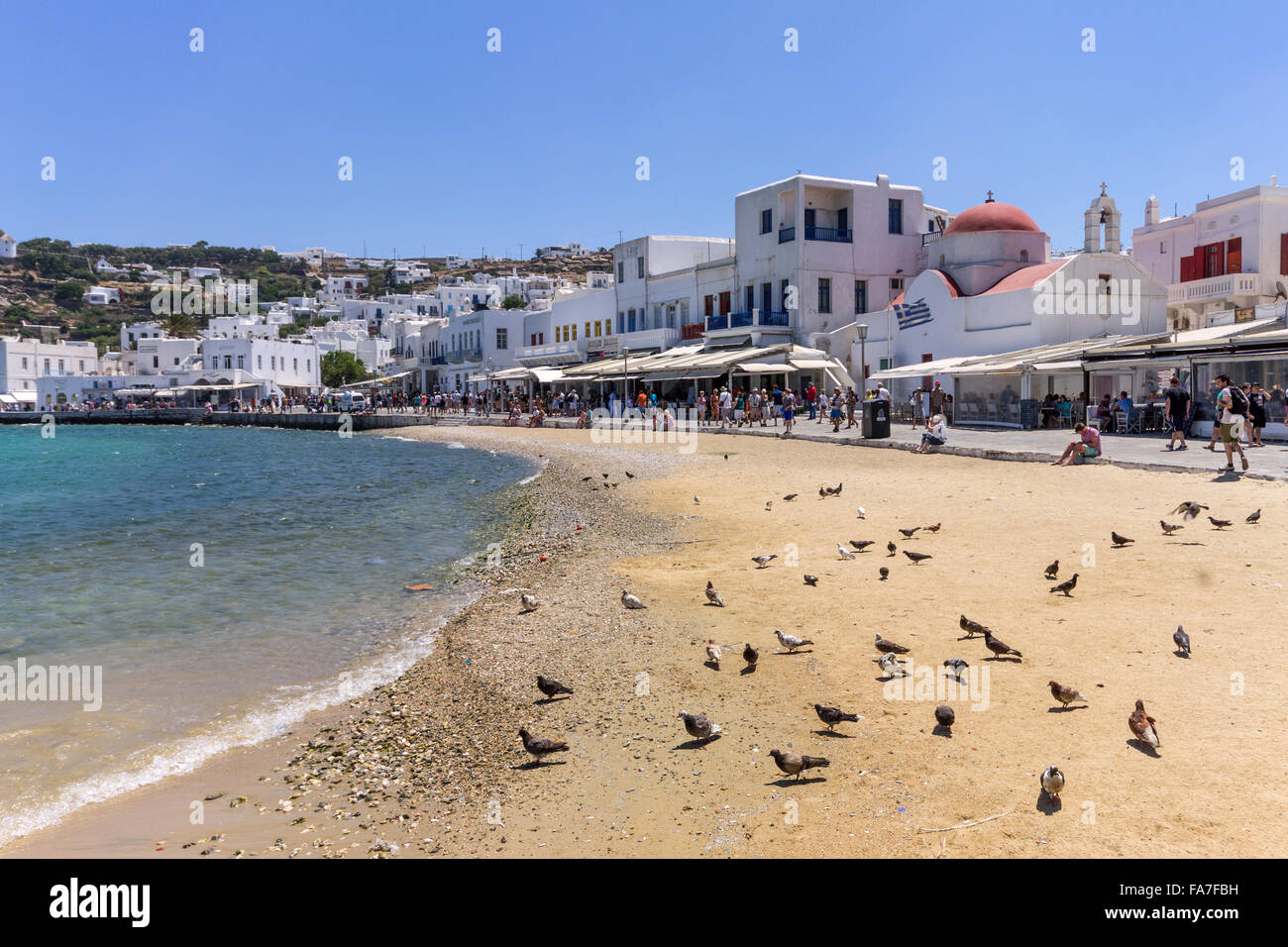 Griechenland. Kykladen-Inseln. Mykonos-Stadt, Taube am Strand Stockfoto