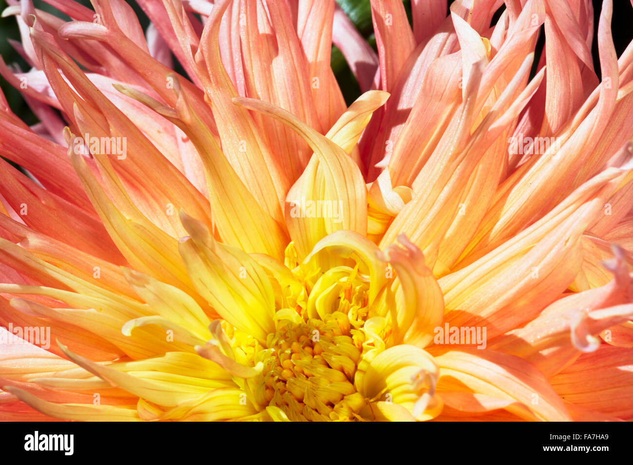 Dahlie Blüte hautnah. Stockfoto