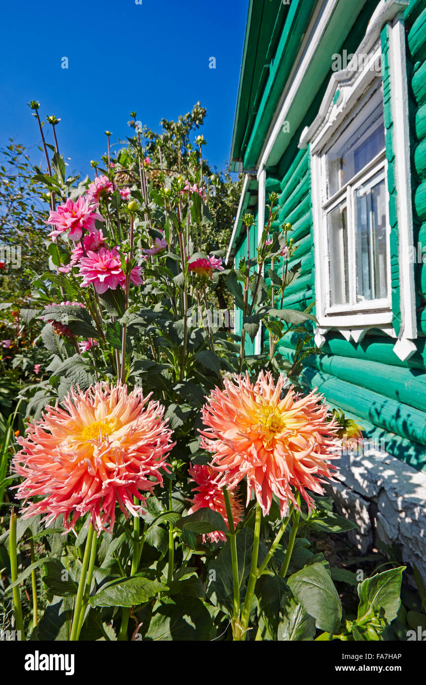 Bunte Dahlien wachsen im Schottengarten. Kaluga Region, Russland. Stockfoto