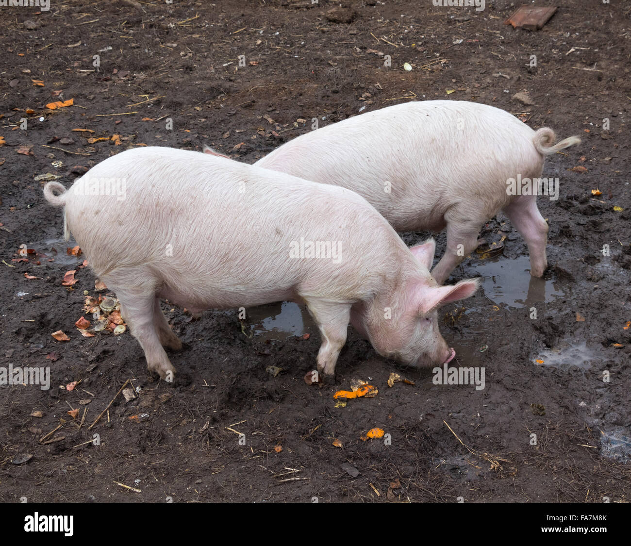 Zwei rosa Schweine im Schlamm Stockfoto