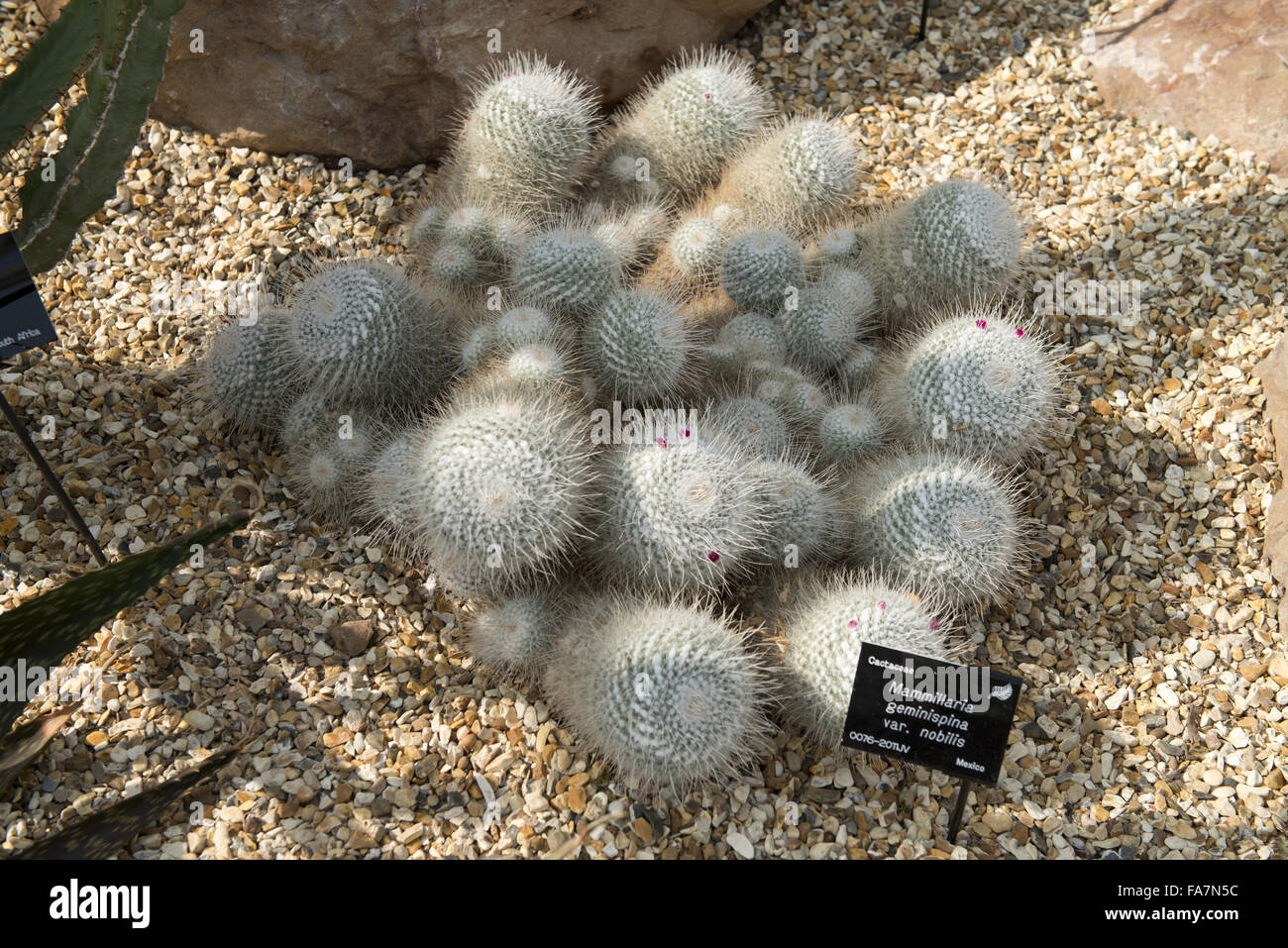 Kakteen in Dyffryn Gardens, South Glamorgan. Die Gärten sind denkmalgeschützte und umfassen 22 Hektar und verfügen über eine beeindruckende Sammlung von intimen Garten Zimmer, formale Rasenflächen und ein umfangreiches Arboretum. Stockfoto