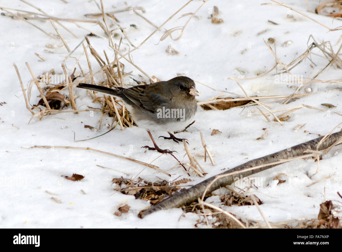 Farbige Schiefer ist eine verbreitete Variante der Dark Eyed Junco Stockfoto