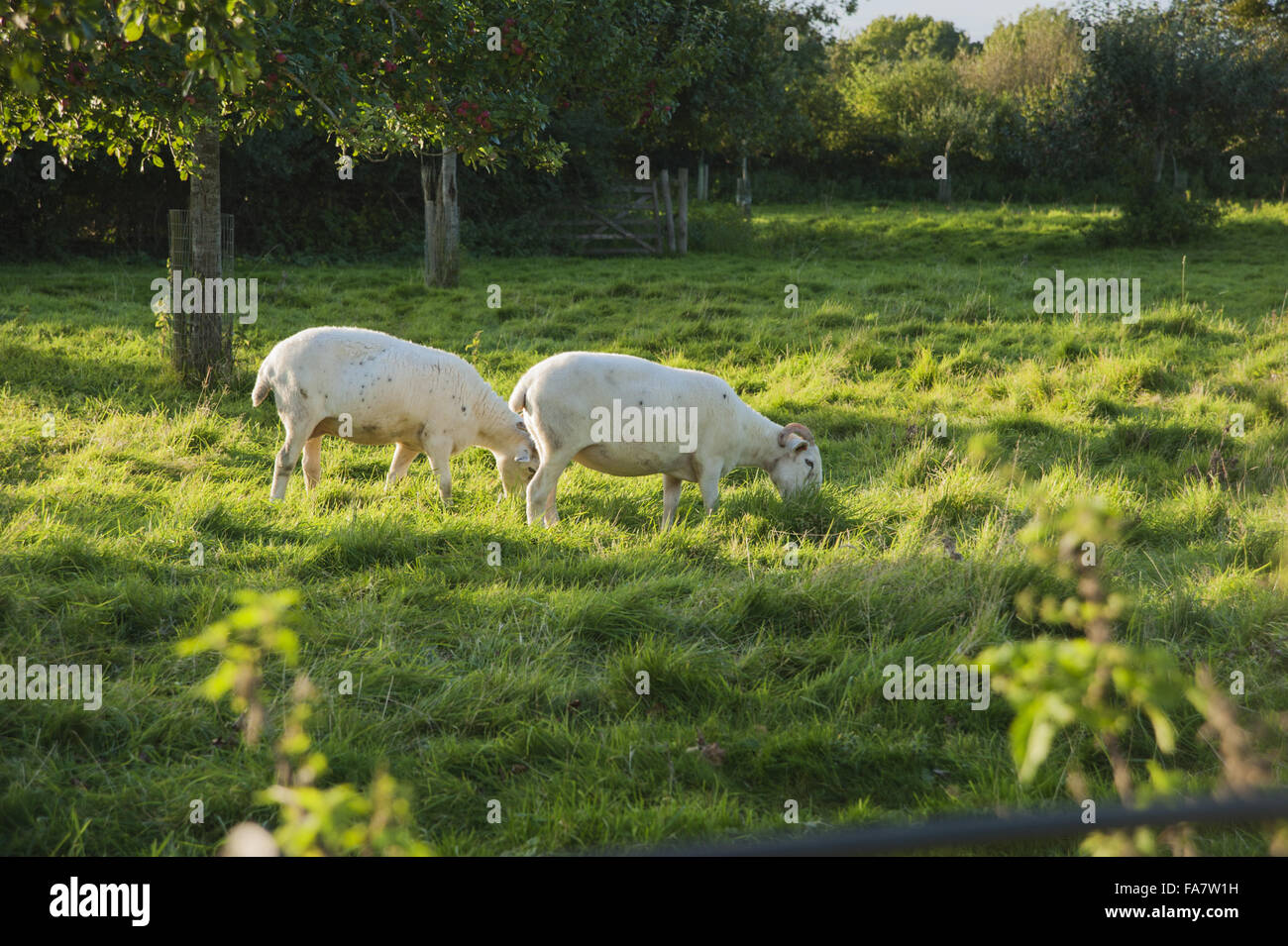 Neu geschorene Schafe im Obstgarten, die der Küche Garten Tintinhull Garten, Tintinhull, Somerset grenzt an. Stockfoto