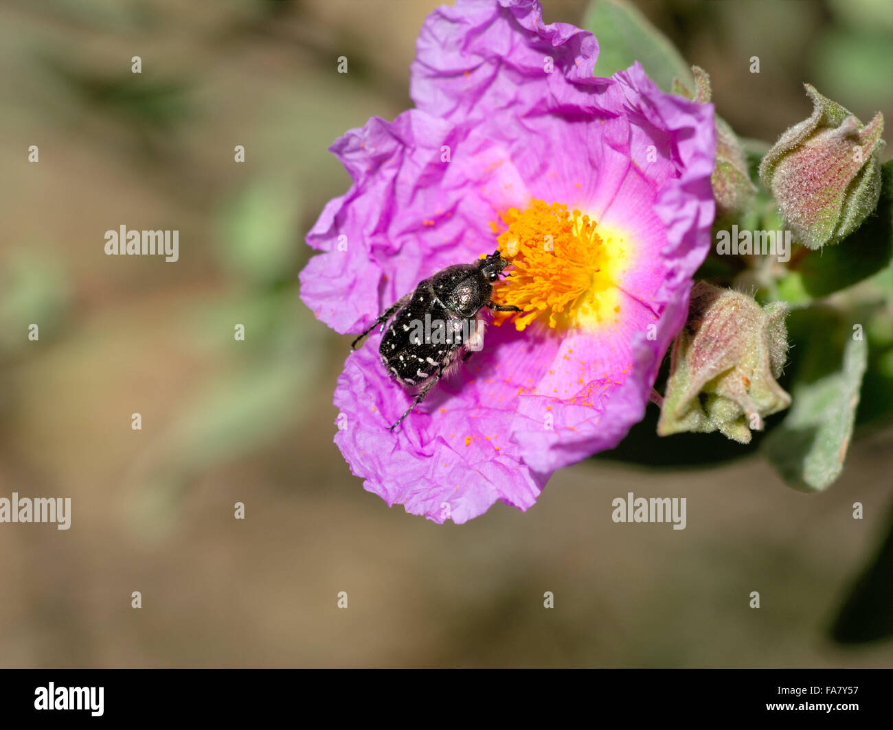 Oxythyrea Funesta. Cetoniinae. Schwarzer Käfer mit weißen Punkten Stockfotografie Alamy