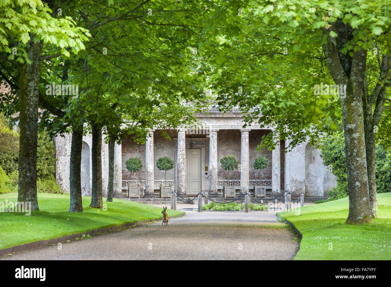 Ein Hase sehen Sie auf dem Laufwerk vor dem Nordeingang des Uppark House, West Sussex Stockfoto