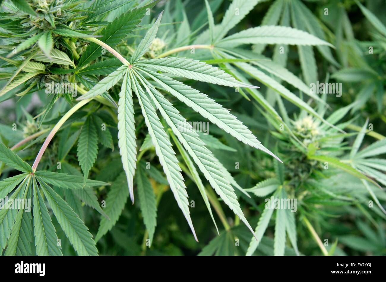 wilde Cannabis (Cannabis Sativa) Stockfoto
