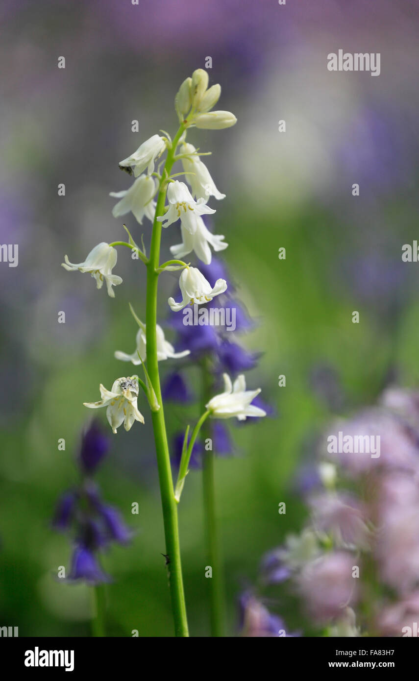 Glockenblumen abwechslungsreiche Farbe, Hyacinthoides non-Scripta oder Spanisch Glockenblumen Hyacinthoides Hispanica. Stockfoto