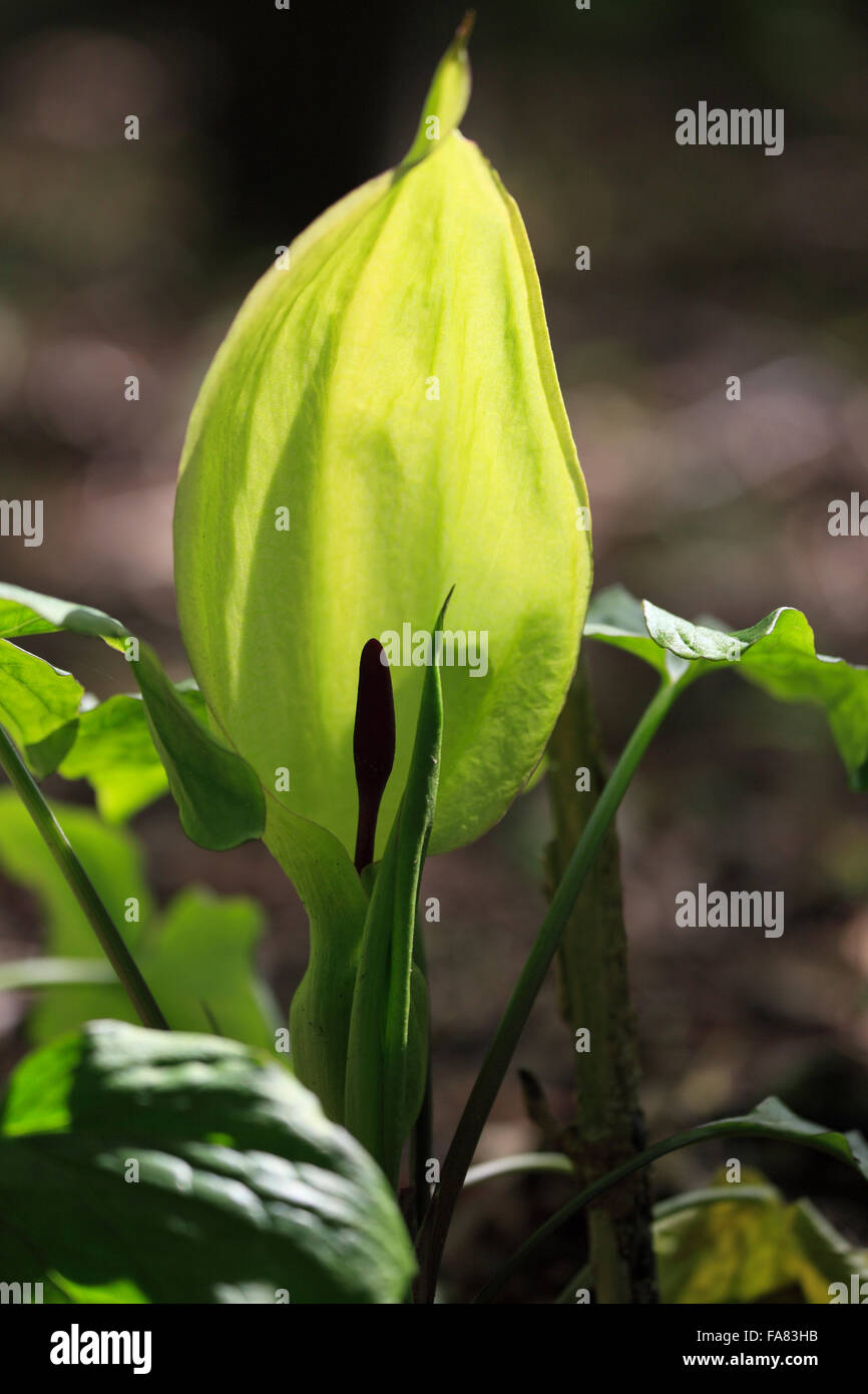 Arum Maculatum, Cuckoo Pint. Stockfoto