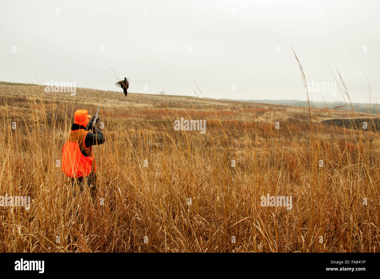 Jäger schießen Fasan im Feld Stockfoto