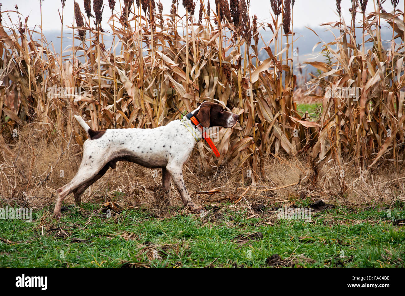 Deutsche kurze Haare Hund auf Punkt in Milo Feld Stockfoto