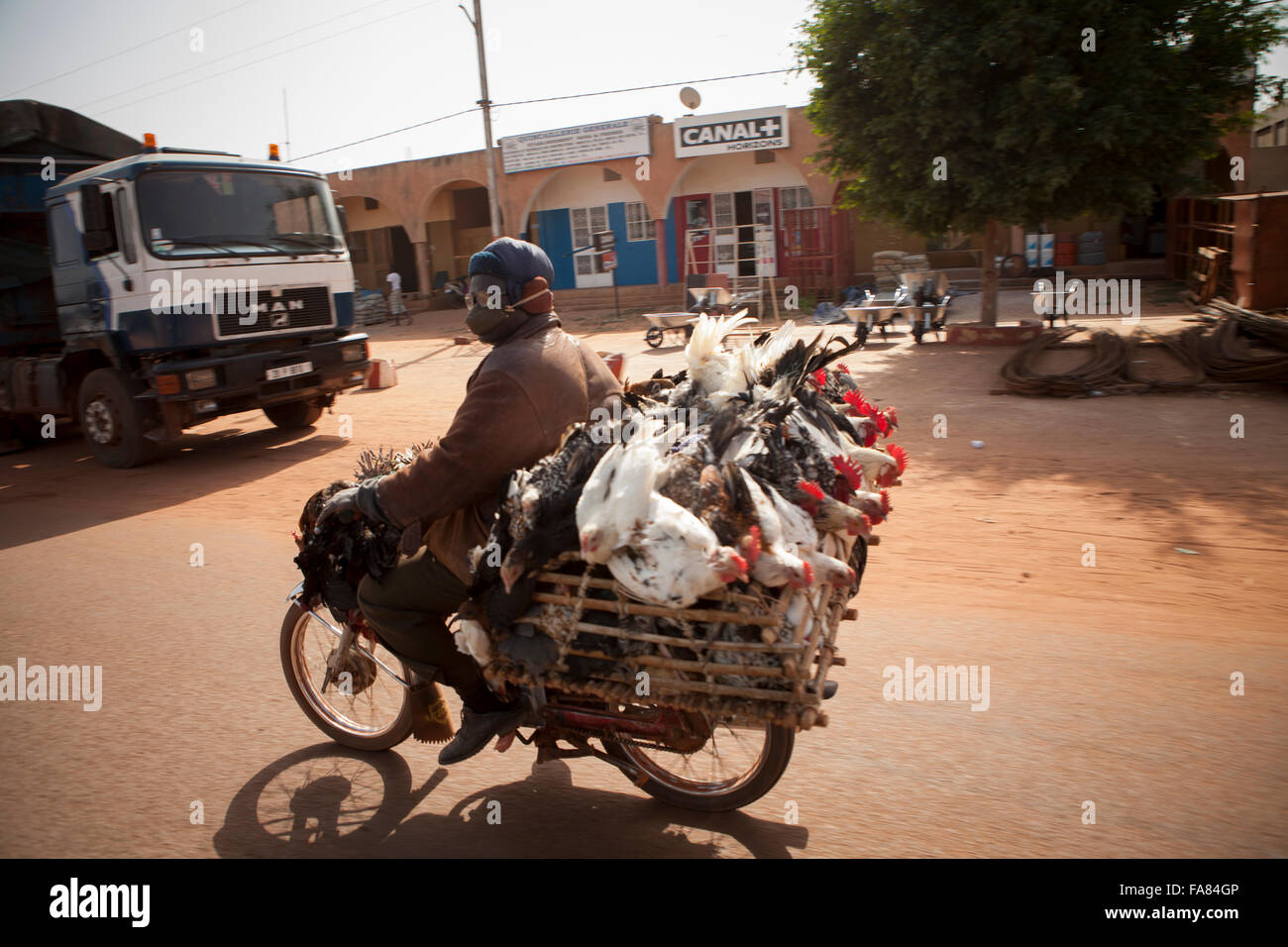 Ein Mann bringt einen Korb mit Hühner mit dem Motorrad entlang einer viel befahrenen Straße in Bobo-Dioulasso, Burkina Faso. Stockfoto