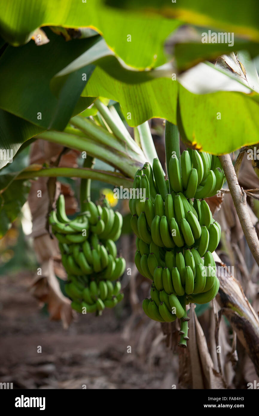 Kommerzielle Banane Bauernhof in Bobo Dioulasso Abteilung, Burkina, Faso. Stockfoto