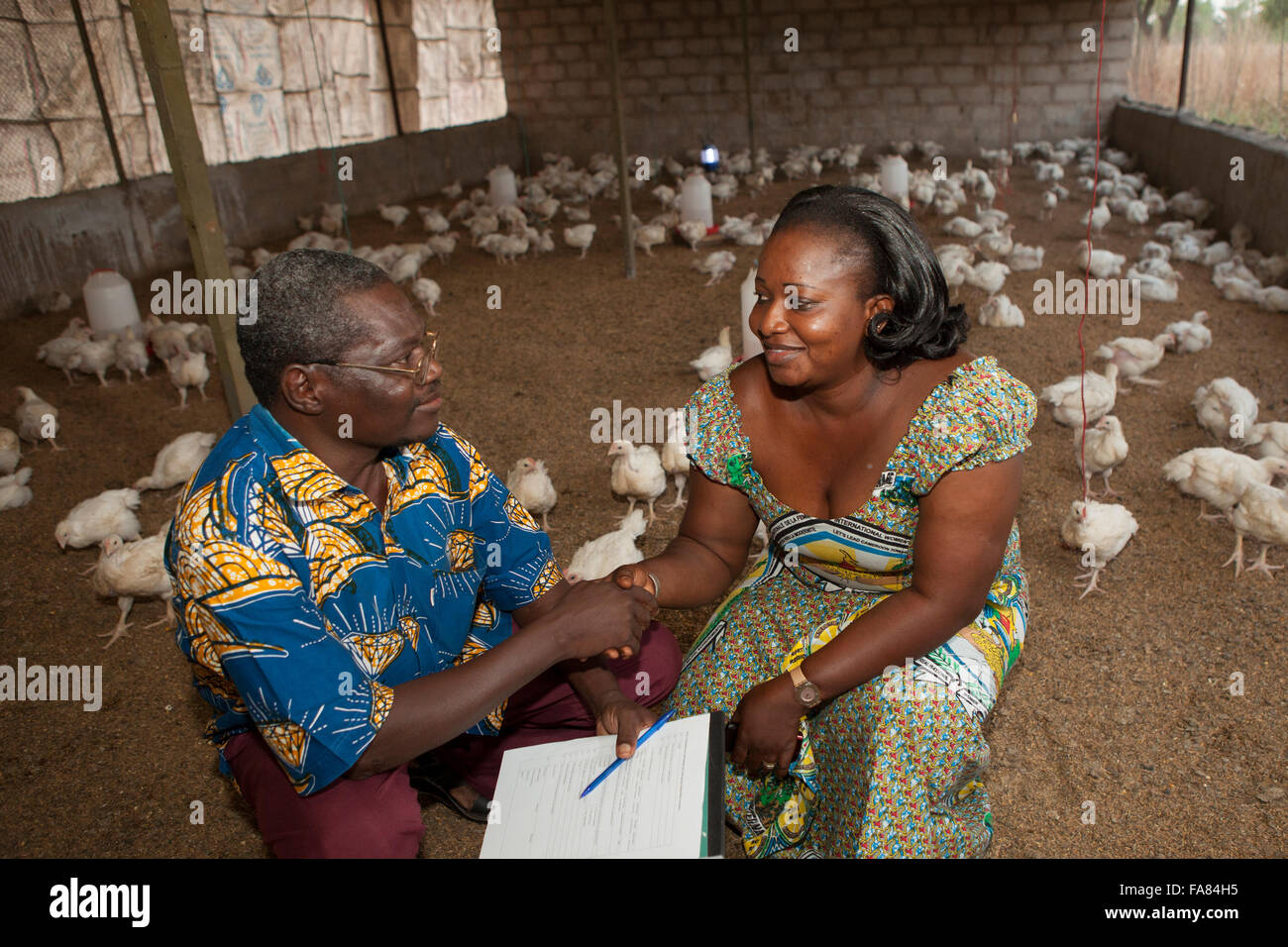 Ein Huhn Landwirt verkauft kommerzielle Hühner an einen Kunden in Provinz Comoé, Burkina Faso. Stockfoto