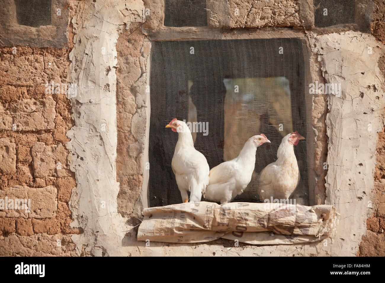 Hühner sitzen im abgeschirmten Fenster einer Scheune in Tengréla Dorf in Burkina Faso. Stockfoto