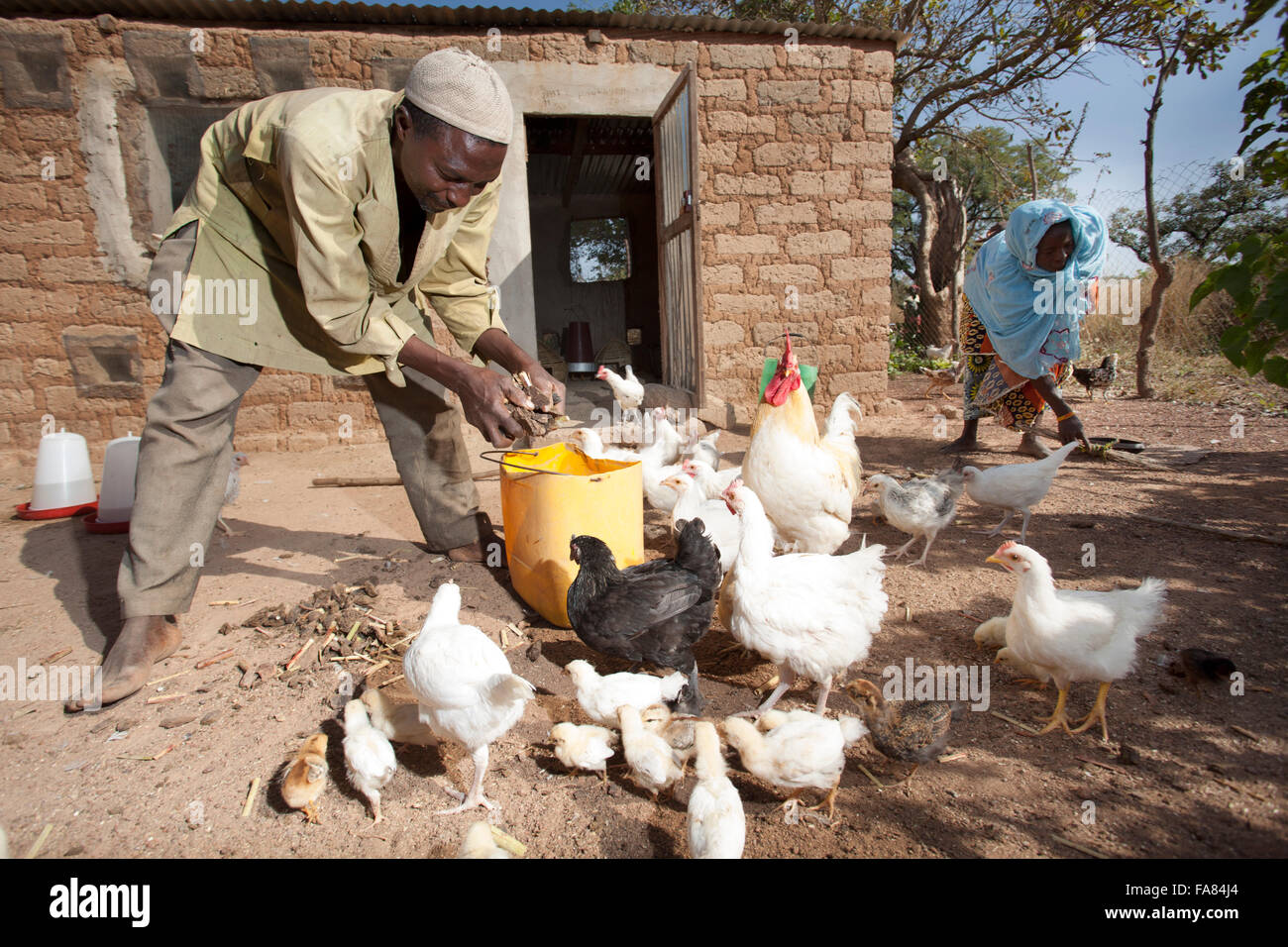 Bauern arbeiten außerhalb der Familie Hühnerstall in Tengréla Dorf in Burkina Faso. Stockfoto