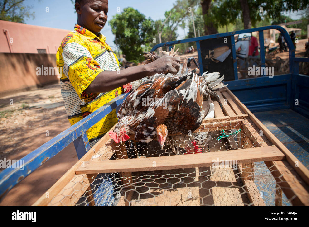 Ein Kreditor lädt Hühner auf seiner Anhänger auf dem Geflügelmarkt in Banfora, Burkina Faso. Stockfoto
