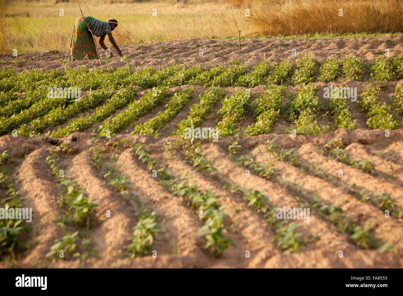 Gemüseanbau in ordentlichen Reihen in Tengréla Dorf in Burkina Faso. Stockfoto