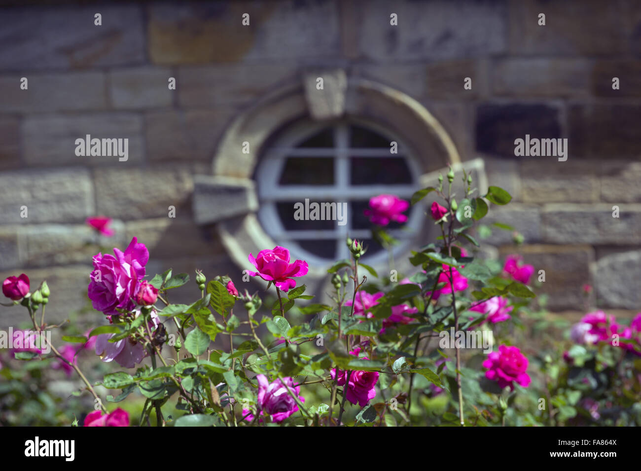 Rosa Rose vor einem runden Fenster in Seaton Delaval Hall, Northumberland zu sehen. Stockfoto