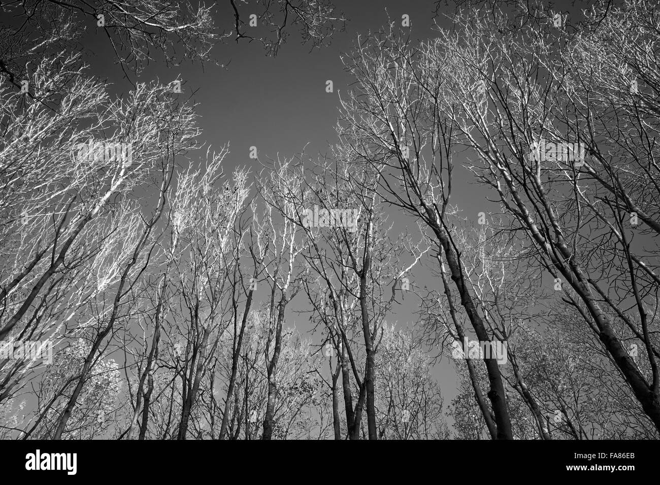Stand der Bäume im Wald. Stockfoto
