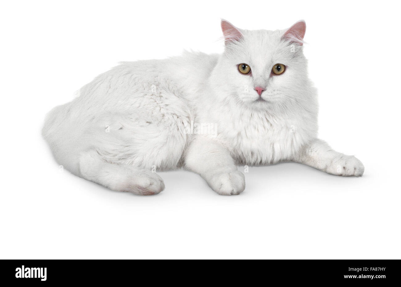Orange-Eyed White Cymric Katze mit breiten, runden Kopf und kurzen Vorderbeine, hinlegen. Stockfoto